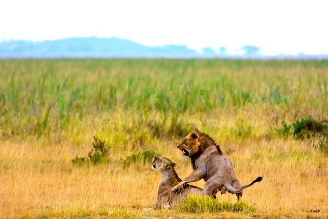 3 days, 2 nights safari to Amboseli National park from Nairobi - What you are likely to see in the park