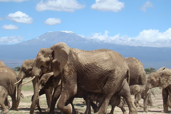 3 days, 2 nights safari to Amboseli National park from Nairobi - Accommodation, meals, and the comfort factor