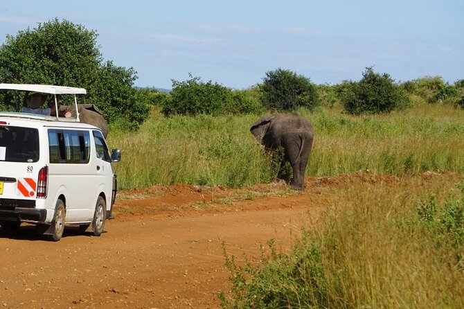 3 Days 2 Nights Safari to Saltlick Lodge from Nairobi - The return to Nairobi on day three