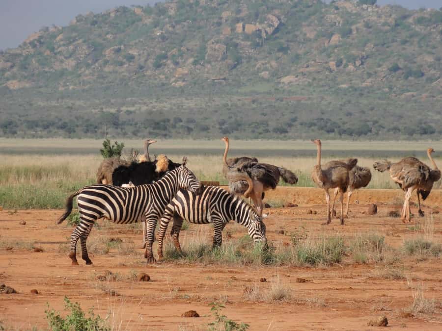 3 days 2 nights saltlick safari from diani/mombasa - Day three: one last drive before returning to the coast