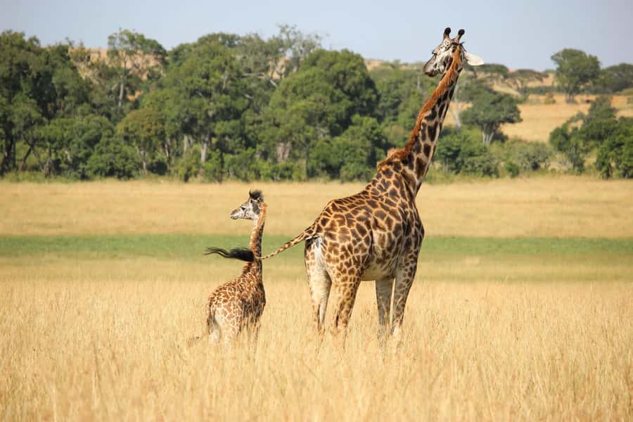 3 days 2 nights saltlick safari from diani/mombasa - Practical advice for getting more from the safari