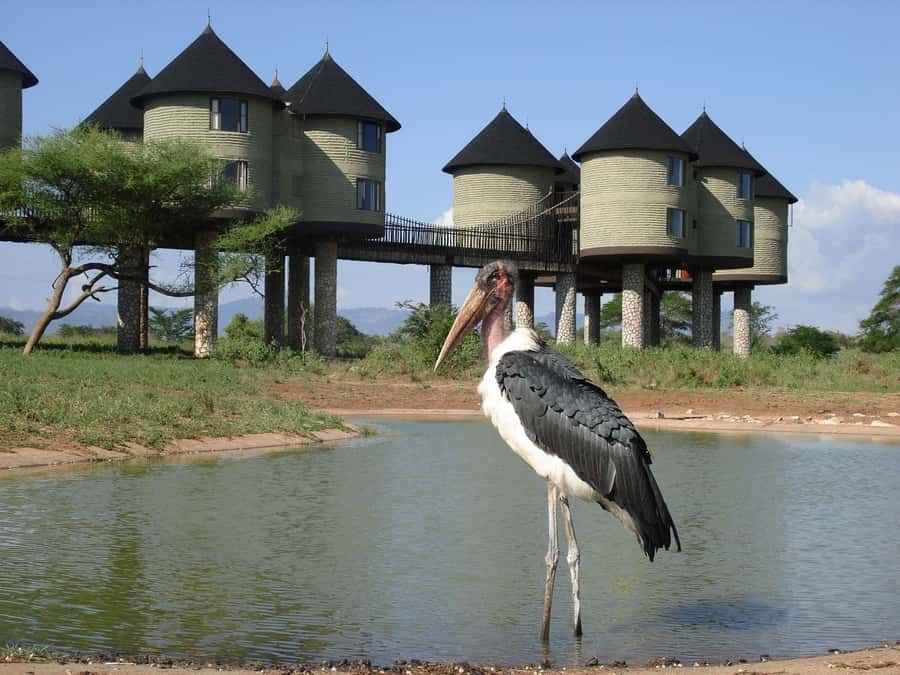 3 days 2 nights saltlick safari from diani/mombasa - Day one: the 6:00 am road trip and first game drive