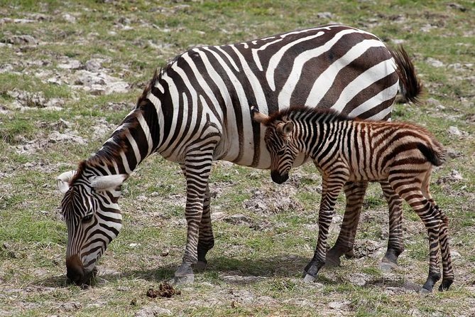 3 Days(2 nights) Tsavo East Tour & Saltlick (Cost based on minimum 2 persons) - Leaving the coast for Tsavo East