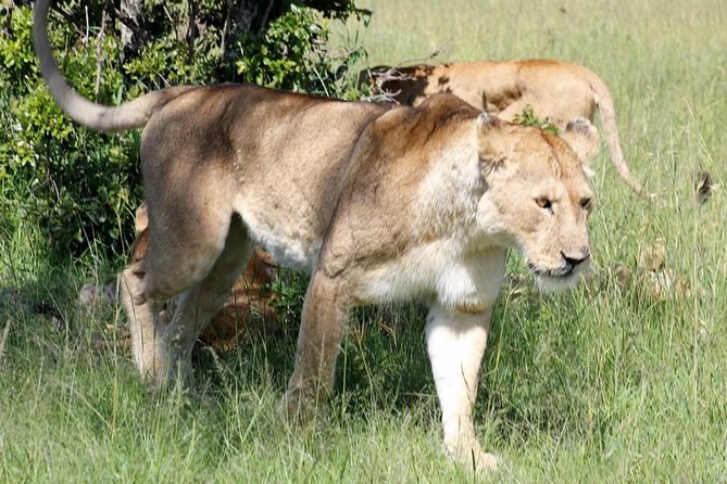 3 Days(2 nights) Tsavo East Tour & Saltlick (Cost based on minimum 2 persons) - Early wildlife at Tsavo East, then Taita Hills