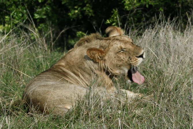 3 Days(2 nights) Tsavo East Tour & Saltlick (Cost based on minimum 2 persons) - Food, comfort, and the pace of the days