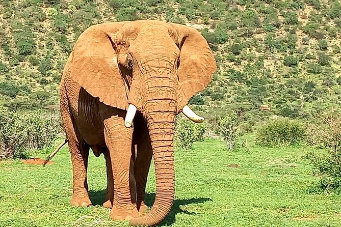 3 Days Adventure Tour in Masai Mara - What the $990 price really covers