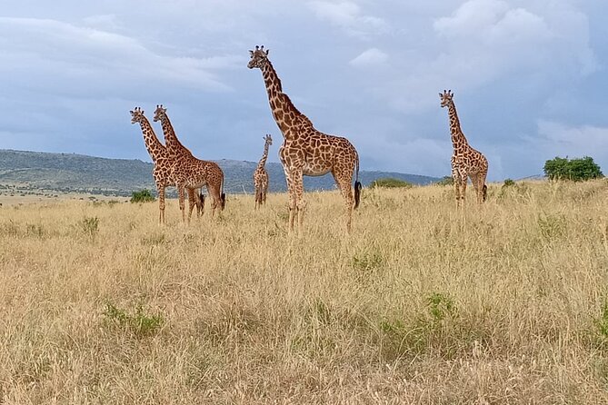 3 Days Adventure Tour in Masai Mara - Day two: the main Masai Mara wildlife day