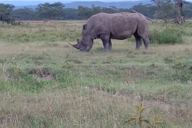 3 Days Adventure Tour in Masai Mara - Day three: an early start and the road back to Nairobi