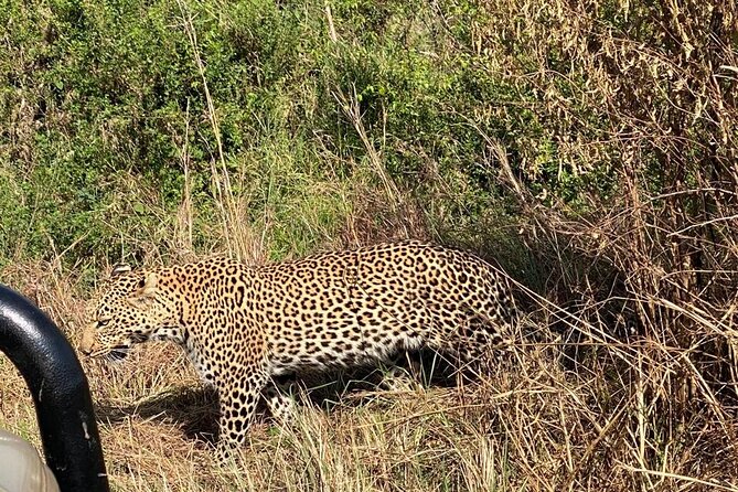 3 Days Adventure Tour in Masai Mara - Meals, accommodation, and daily comfort