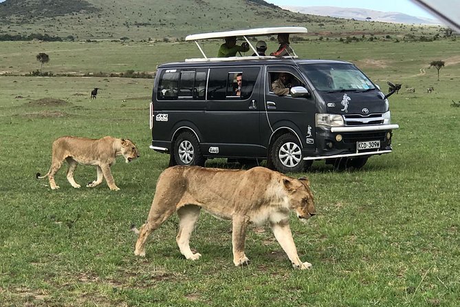 3 Days adventurous Maasai Mara Budget Group Safari - Day 1: Nairobi to the Mara and an evening game drive