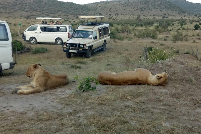 3 Days adventurous Maasai Mara Budget Group Safari - Day 3: One last morning drive, then back to Nairobi