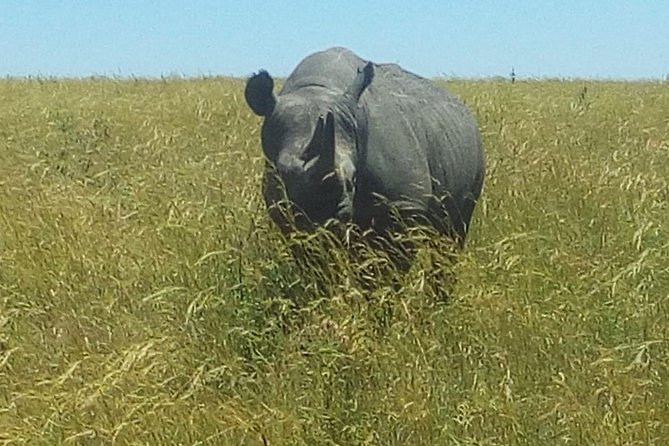 3 Days adventurous Maasai Mara Budget Group Safari - Guides can make or break the safari