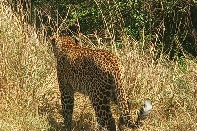 3 Days adventurous Maasai Mara Budget Group Safari - Who should book this safari?