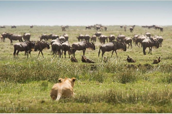 3 Days adventurous Maasai Mara Budget Group Safari - Day 2: A full day among lions, elephants, and hippos
