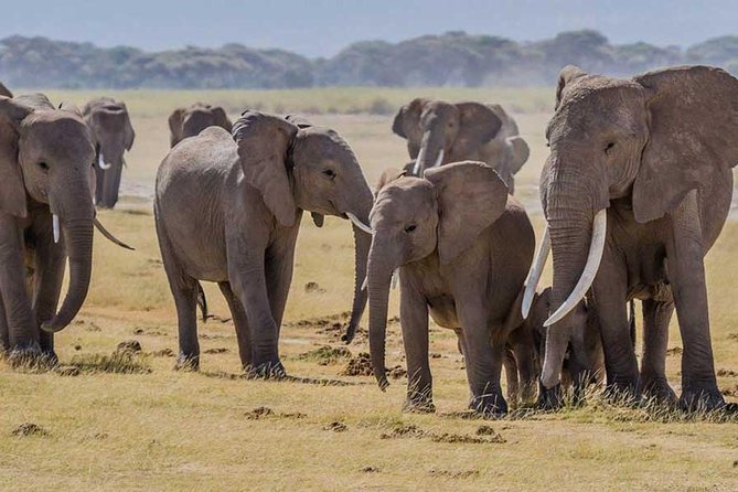 3 days Amboseli, Land of Kilimanjaro - Day 3: One last drive and a Maasai village visit