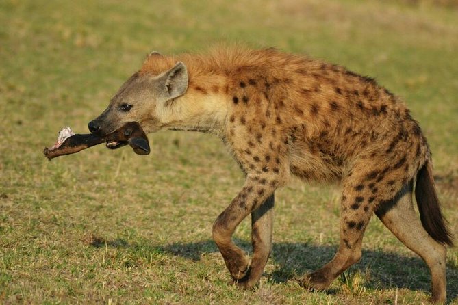 3 Days Amboseli National Park - Why the Kilimanjaro and elephant combination matters