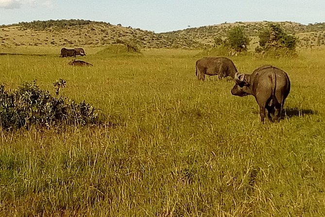 3 Days Amboseli National Park - Day two: early light, elephants, and active wildlife