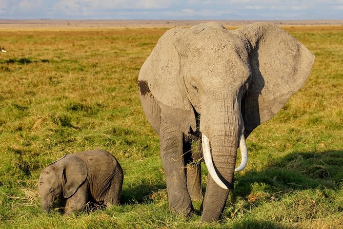 3 Days Amboseli National Park safari - Why Amboseli works so well for a three-day safari