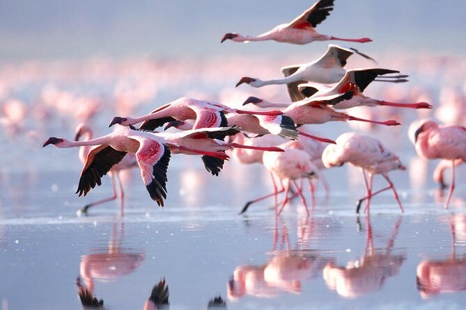 3 Days Amboseli National Park safari - Elephants, hippos, buffaloes, and birdlife