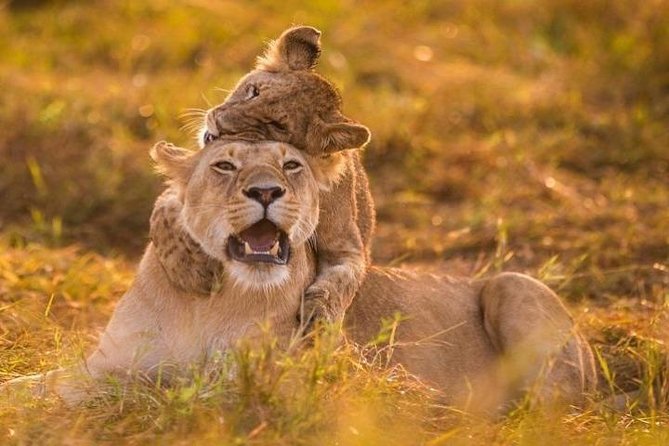 3 Days Amboseli National Park safari - The guide and vehicle can shape the whole safari