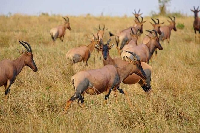 3 Days Amboseli National Park safari - How to prepare for the long days