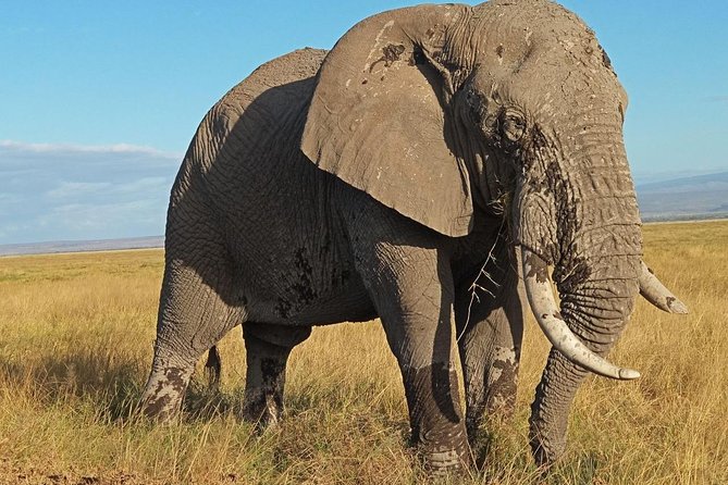 3 Days Amboseli National Park - Starting from Nairobi at 8:00 am