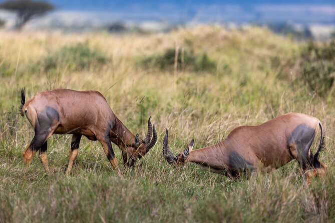 3 Days and 2 Nights Adventure in Masai Mara - Who will enjoy this safari most