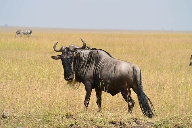 3 Days Budget Masai Mara Safari - What $320 buys you in practical terms