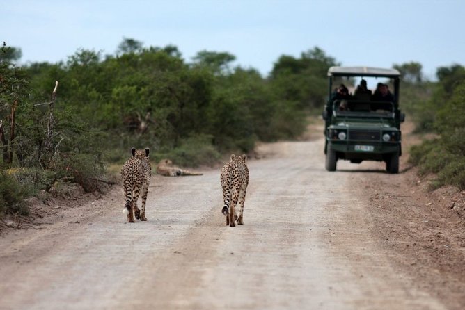 3 Days Budget Masai Mara Safari - Day one: lunch, camp, and the first game drive