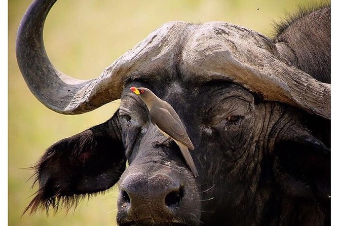 3 Days Budget Masai Mara Safari - Day two: the main wildlife day