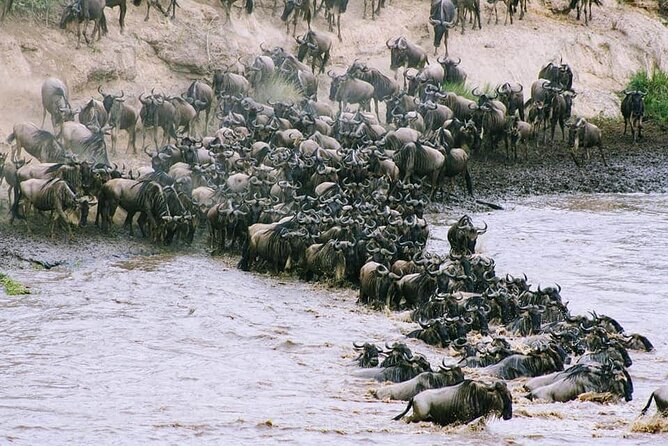 3 Days Budget Masai Mara Safari - Day three: a final option before Nairobi