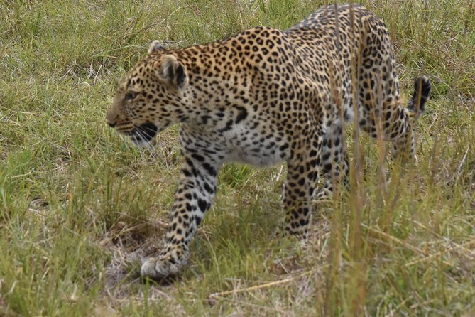 3 Days Gamedrive Safari In Masai Mara From Nairobi - Why three days works better than a quick Mara visit