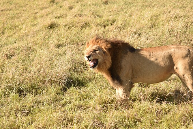 3 Days Gamedrive Safari In Masai Mara From Nairobi - Day 3: One last morning among the animals