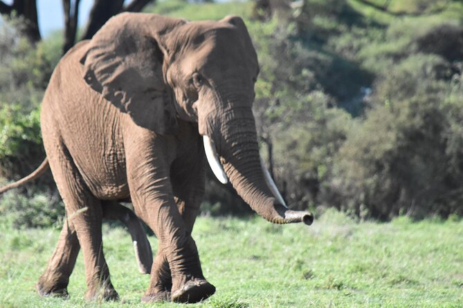 3 Days Gamedrive Safari In Masai Mara From Nairobi - The camp: simple, clean, and useful