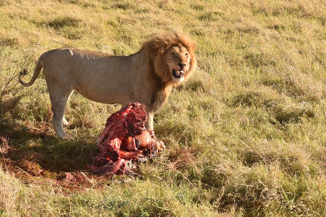 3 Days Gamedrive Safari In Masai Mara From Nairobi - Who will enjoy this safari most