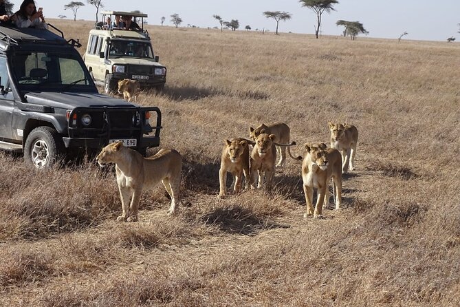 3 days group joining safari to Maasai Mara with a Land Cruiser Jeep - Who will get the best value from this safari?