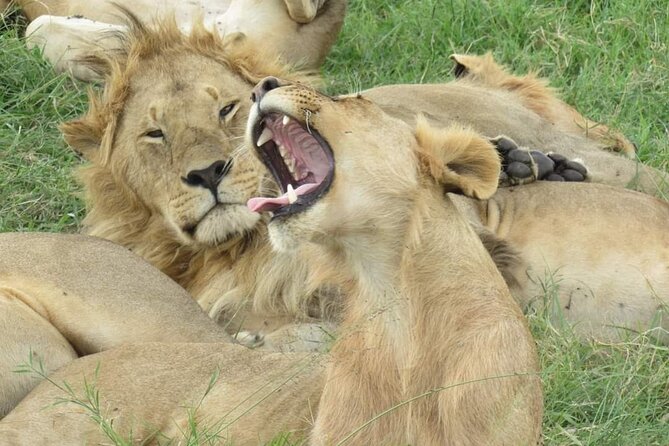 3 days group joining safari to Masai Mara with a Land CruiserJeep - Why this safari works for a first Maasai Mara visit
