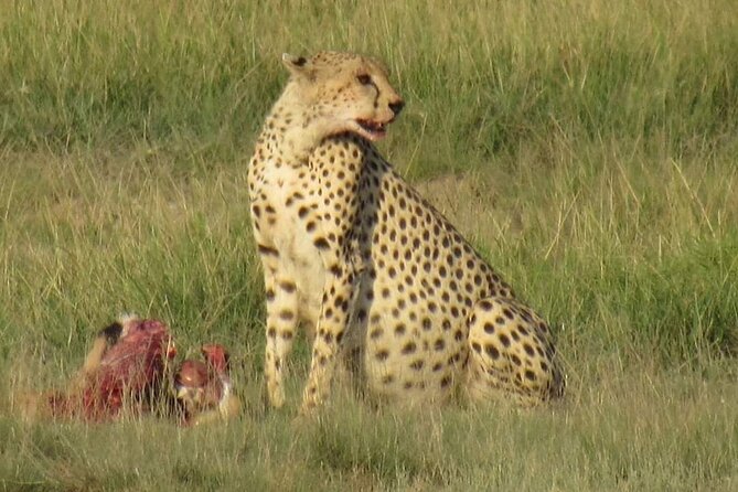 3 days group joining safari to Masai Mara with a Land CruiserJeep - Tented accommodation: simple, private, and practical