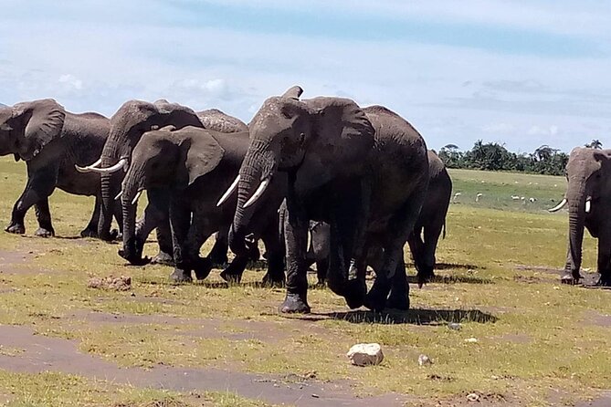 3 days group joining safari to Masai Mara with a Land CruiserJeep - What the $217 price really covers