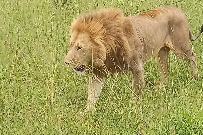 3 days group joining safari to Masai Mara with a Land CruiserJeep - Who should book this safari?