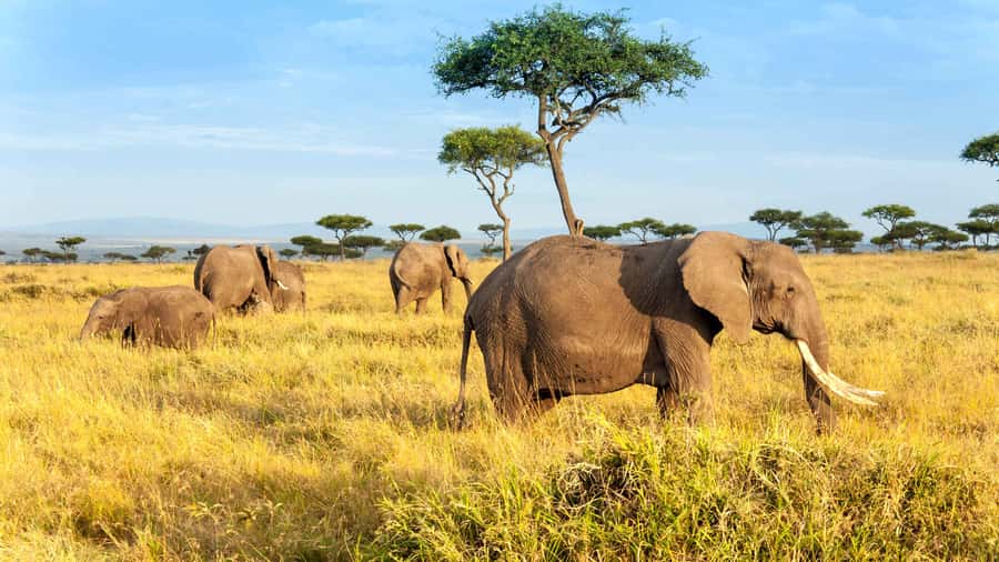 3 days group safari to maasai mara with a 4x4 landcruiser - Five things to know before booking