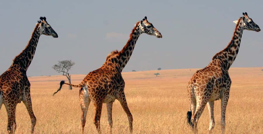 3 days group safari to maasai mara with a 4x4 landcruiser - The first Mara game drive from 4 to 6 p.m.