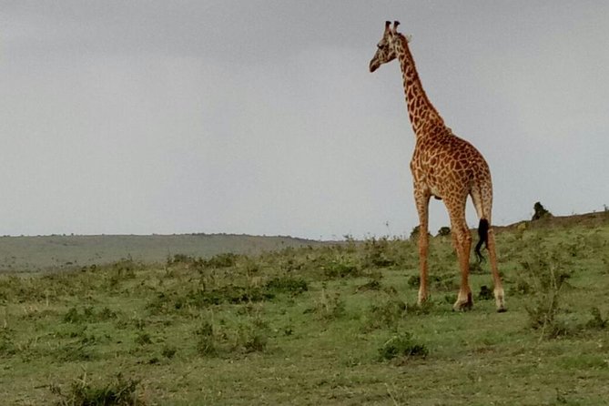 3 Days Maasai Mara Budget Group Safari - Who will enjoy this safari most