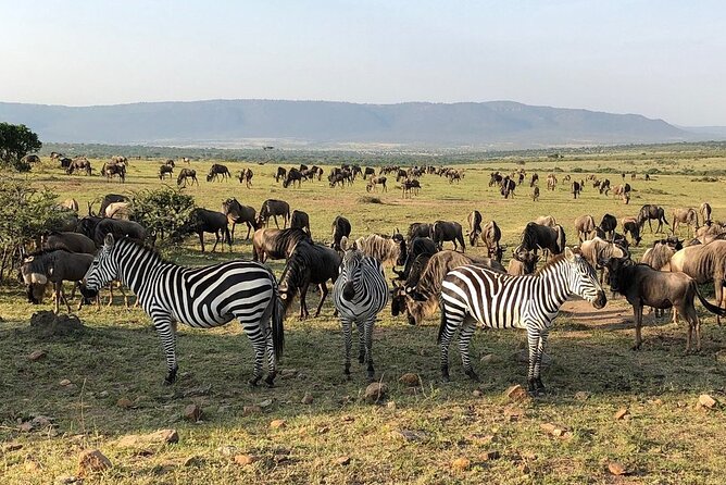 3-Days Maasai Mara Camping Safari on 4x4 Land Cruiser Jeep - Balloon safari and other add-ons