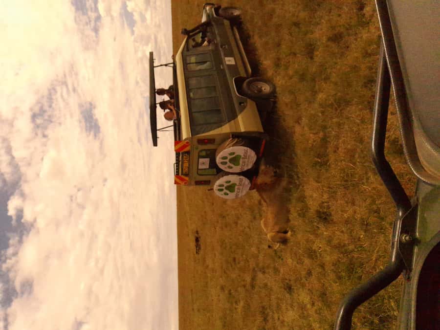 3 Days Maasai Mara Group Safari using a 4x4 Landcruiser - Why the 4x4 Landcruiser is a real advantage