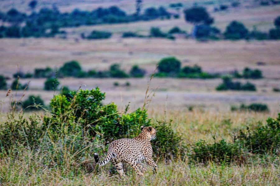 3 Days Maasai Mara Group Safari using a 4x4 Landcruiser - Day three: an early breakfast and the road back