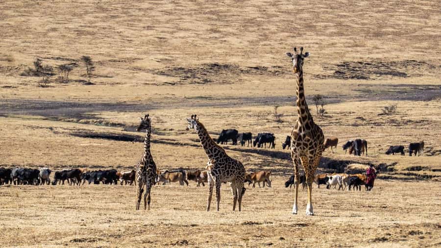 3 Days Maasai Mara Group Safari using a 4x4 Landcruiser - What the $230 price really covers