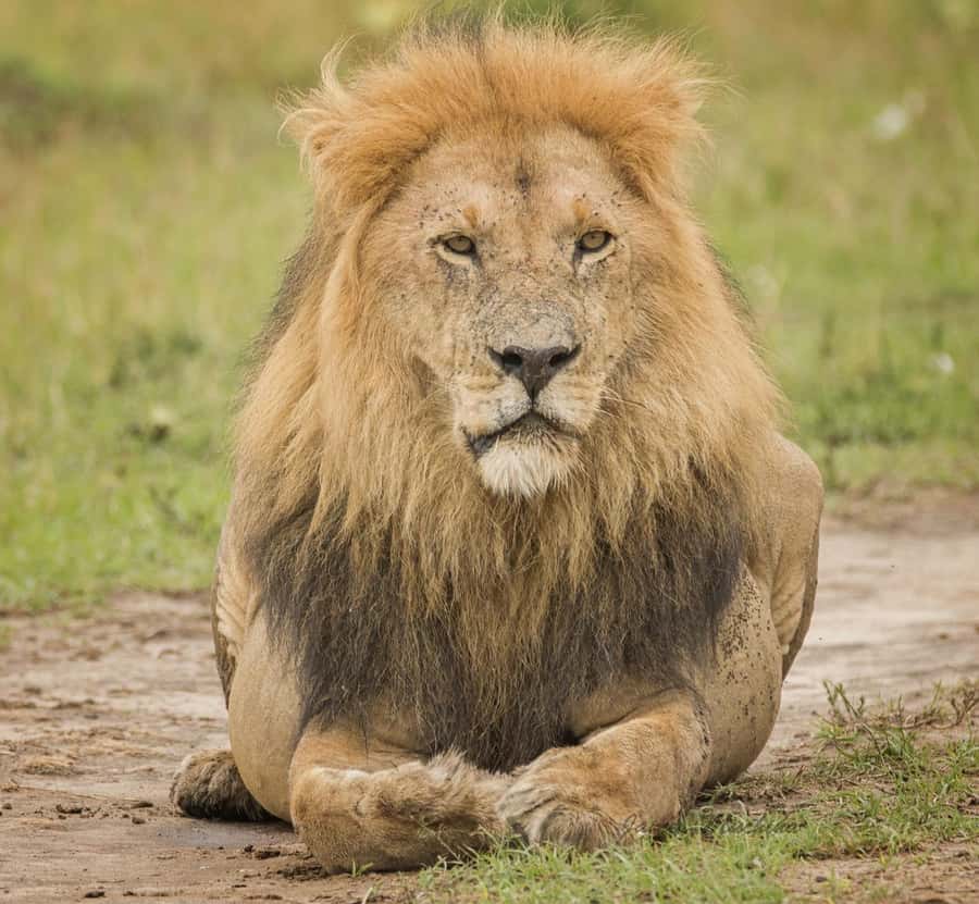 3 Days Maasai Mara Group Safari using a 4x4 Landcruiser - Who will enjoy this safari most
