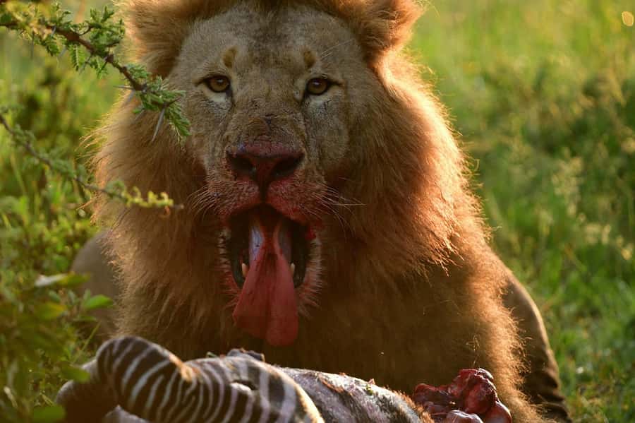 3 Days Maasai Mara Group Safari using a 4x4 Landcruiser - Small details that can improve the trip