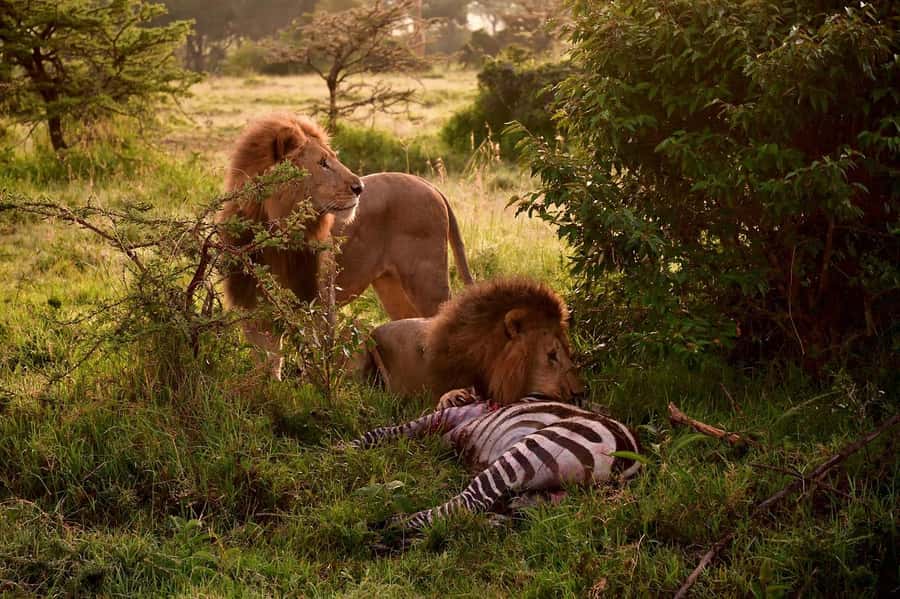 3 Days Maasai Mara Group Safari using a 4x4 Landcruiser - Should you book this Maasai Mara safari?